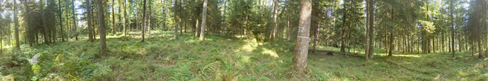 Panorama 631 resized.jpg