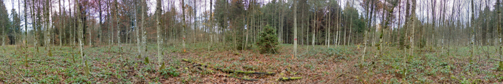 Panorama 834 resized.jpg