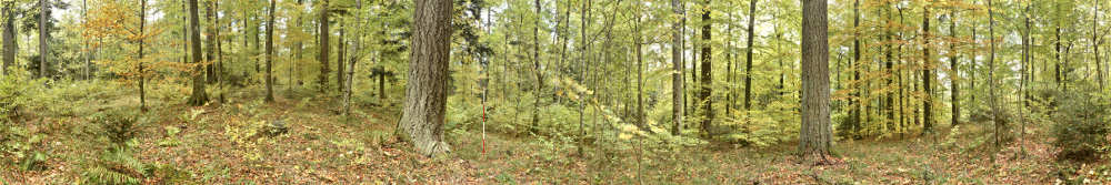 Panorama 700 resized.jpg