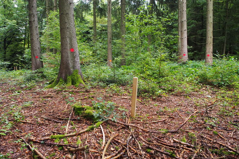 Datei:Parcours Grundflaeche SP01.JPG
